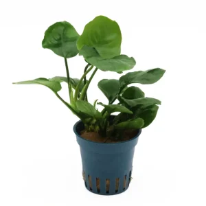 Rundblättrige Anubias, Anubias barteri "Coin Leaf", im Topf Direkt Vom Hersteller